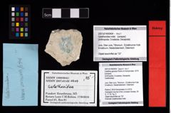 NHMW-GEO-2007z0149-0404_Ol_02.tifGalathea genesis (Robins & Klompmaker, 2019)  (NHMW-GEO-2007z0149-0404)